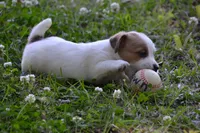 Elmer, a male Jack Russell Terrier for sale in Cerro Gordo, NC – 4 of 8