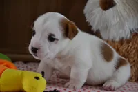 processed/75637532-d230-4c1d-88ea-35d8e3db83c3/listing/d65747d5-25cc-4f7c-aec6-d6d7c9d36803/53c6ed2f-df66-4b7e-a066-09102fad5b17