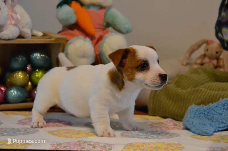 Queenie – Jack Russell Terrier puppy for sale in Cerro Gordo, NC