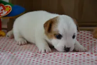 processed/75637532-d230-4c1d-88ea-35d8e3db83c3/listing/d65747d5-25cc-4f7c-aec6-d6d7c9d36803/b75d39a2-86b0-487d-9383-8b04eccc2b22