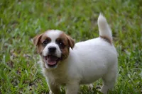 Freddie, a male Jack Russell Terrier for sale in Cerro Gordo, NC – 9 of 10