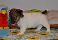 Howard, a male Jack Russell Terrier for sale in Cerro Gordo, NC – 7 of 9