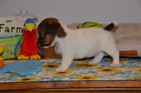 Howard, a male Jack Russell Terrier for sale in Cerro Gordo, NC – 9 of 9