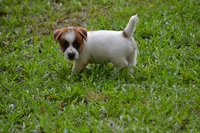 Freddie, a male Jack Russell Terrier for sale in Cerro Gordo, NC – 5 of 10