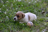 Elroy, a male Jack Russell Terrier for sale in Cerro Gordo, NC – 2 of 10