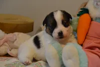 Blaire, a female Jack Russell Terrier for sale in Cerro Gordo, NC – Photo 1 of 10