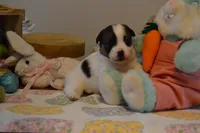 Blaire, a female Jack Russell Terrier for sale in Cerro Gordo, NC – Photo 4 of 10