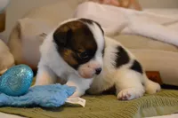 Blaire, a female Jack Russell Terrier for sale in Cerro Gordo, NC – Photo 9 of 10