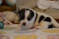 Blaire, a female Jack Russell Terrier for sale in Cerro Gordo, NC – Photo 6 of 10