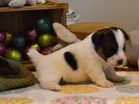 Blaire, a female Jack Russell Terrier for sale in Cerro Gordo, NC – Photo 2 of 10