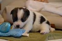 Blaire, a female Jack Russell Terrier for sale in Cerro Gordo, NC – Photo 8 of 10