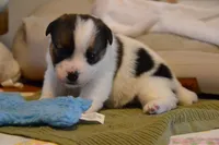 Blaire, a female Jack Russell Terrier for sale in Cerro Gordo, NC – Photo 7 of 10