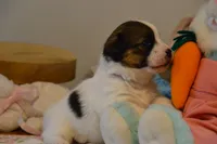 Blaire, a female Jack Russell Terrier for sale in Cerro Gordo, NC – Photo 10 of 10