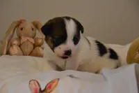 Blaire, a female Jack Russell Terrier for sale in Cerro Gordo, NC – Photo 3 of 10