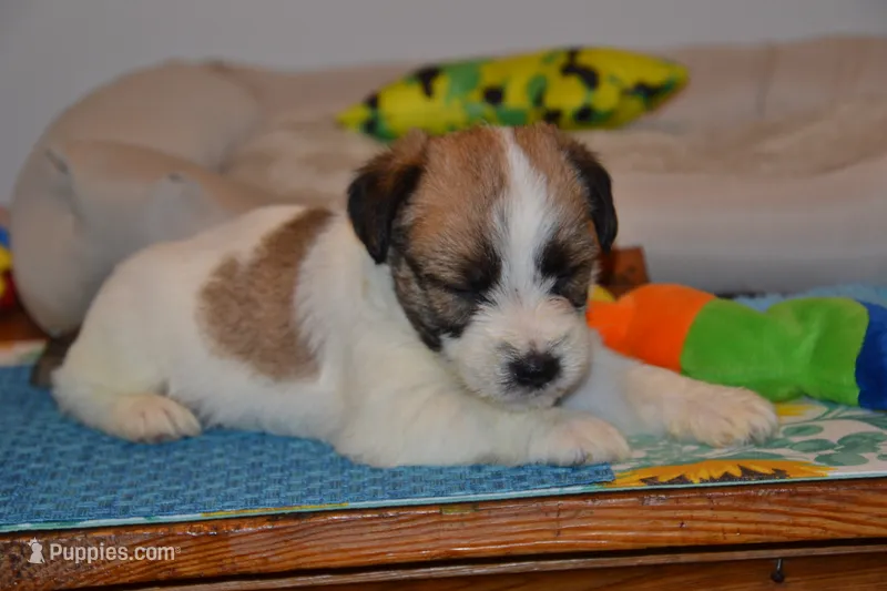 Holt – Jack Russell Terrier puppy for sale in Cerro Gordo, NC