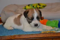 Holt, a male Jack Russell Terrier for sale in Cerro Gordo, NC – 1 of 9
