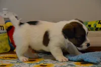 Hector, a male Jack Russell Terrier for sale in Cerro Gordo, NC – 5 of 9