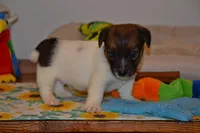 Howard, a male Jack Russell Terrier for sale in Cerro Gordo, NC – 4 of 9