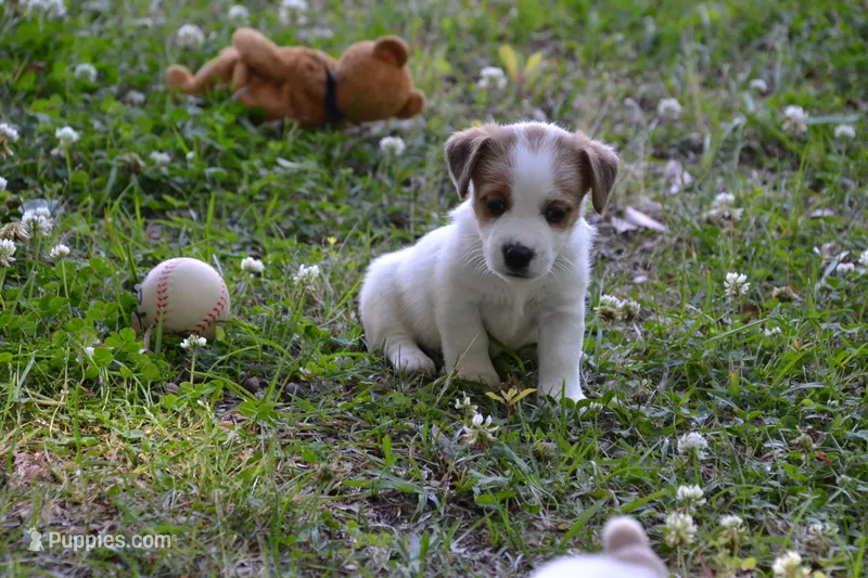 Elmer – Jack Russell Terrier puppy on hold in Cerro Gordo, NC