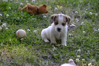 Elmer, a male Jack Russell Terrier for sale in Cerro Gordo, NC – 1 of 8