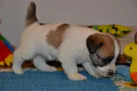 Holt, a male Jack Russell Terrier for sale in Cerro Gordo, NC – 3 of 9