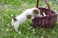 Elton, a male Jack Russell Terrier for sale in Cerro Gordo, NC – 5 of 7