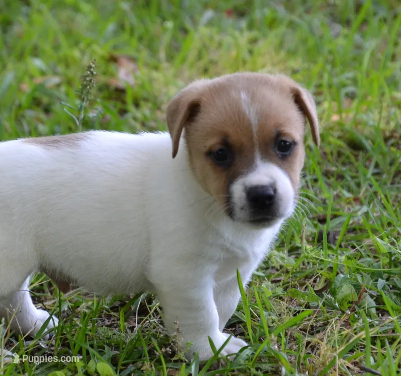 Elroy – Jack Russell Terrier puppy for sale in Cerro Gordo, NC
