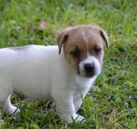 Elroy, a male Jack Russell Terrier for sale in Cerro Gordo, NC – 1 of 10