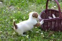 Elton, a male Jack Russell Terrier for sale in Cerro Gordo, NC – 3 of 7