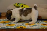 Herbie, a male Jack Russell Terrier for sale in Cerro Gordo, NC – 3 of 9