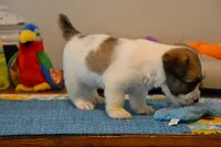Holt, a male Jack Russell Terrier for sale in Cerro Gordo, NC – 4 of 9