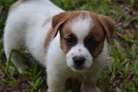 Freddie, a male Jack Russell Terrier for sale in Cerro Gordo, NC – 10 of 10
