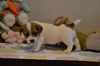 Aaron, a male Jack Russell Terrier for sale in Cerro Gordo, NC – Photo 2 of 9