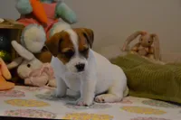 Aaron, a male Jack Russell Terrier for sale in Cerro Gordo, NC – Photo 7 of 9