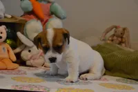 Aaron, a male Jack Russell Terrier for sale in Cerro Gordo, NC – Photo 3 of 9