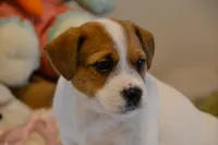 Aaron, a male Jack Russell Terrier for sale in Cerro Gordo, NC – Photo 1 of 9