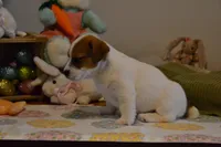 Aaron, a male Jack Russell Terrier for sale in Cerro Gordo, NC – Photo 6 of 9