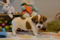 Aaron, a male Jack Russell Terrier for sale in Cerro Gordo, NC – Photo 5 of 9