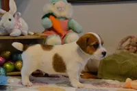 Aaron, a male Jack Russell Terrier for sale in Cerro Gordo, NC – Photo 8 of 9