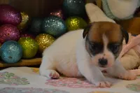 Barb, a female Jack Russell Terrier for sale in Cerro Gordo, NC – Photo 7 of 9