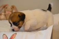 Barb, a female Jack Russell Terrier for sale in Cerro Gordo, NC – Photo 5 of 9