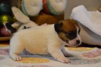 Barb, a female Jack Russell Terrier for sale in Cerro Gordo, NC – Photo 2 of 9