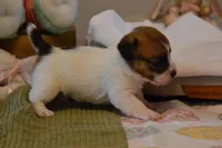 Barb, a female Jack Russell Terrier for sale in Cerro Gordo, NC – Photo 8 of 9