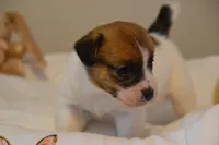 Barb, a female Jack Russell Terrier for sale in Cerro Gordo, NC – Photo 3 of 9