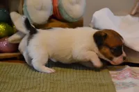 Barb, a female Jack Russell Terrier for sale in Cerro Gordo, NC – Photo 9 of 9