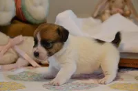 Barb, a female Jack Russell Terrier for sale in Cerro Gordo, NC – Photo 6 of 9