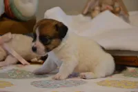 Barb, a female Jack Russell Terrier for sale in Cerro Gordo, NC – Photo 4 of 9