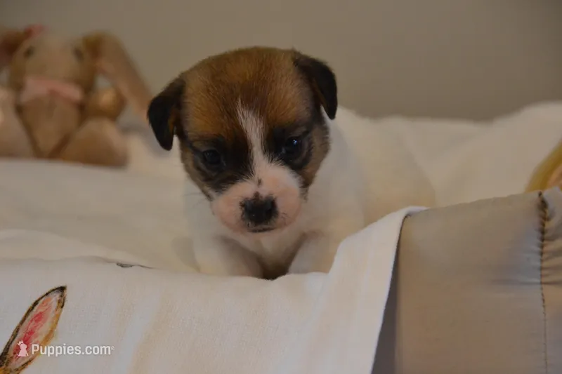 Barb – Jack Russell Terrier puppy for sale in Cerro Gordo, NC