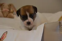 Barb, a female Jack Russell Terrier for sale in Cerro Gordo, NC – Photo 1 of 9