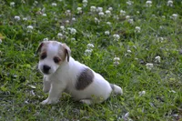 Elmer, a male Jack Russell Terrier for sale in Cerro Gordo, NC – 5 of 8